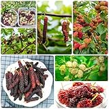 180 piezas de morera comprar semillas - semillas de frutas plantas de interior con poca luz, morera, Morus alba, morera árboles frutales columnares plantas resistentes al invierno para