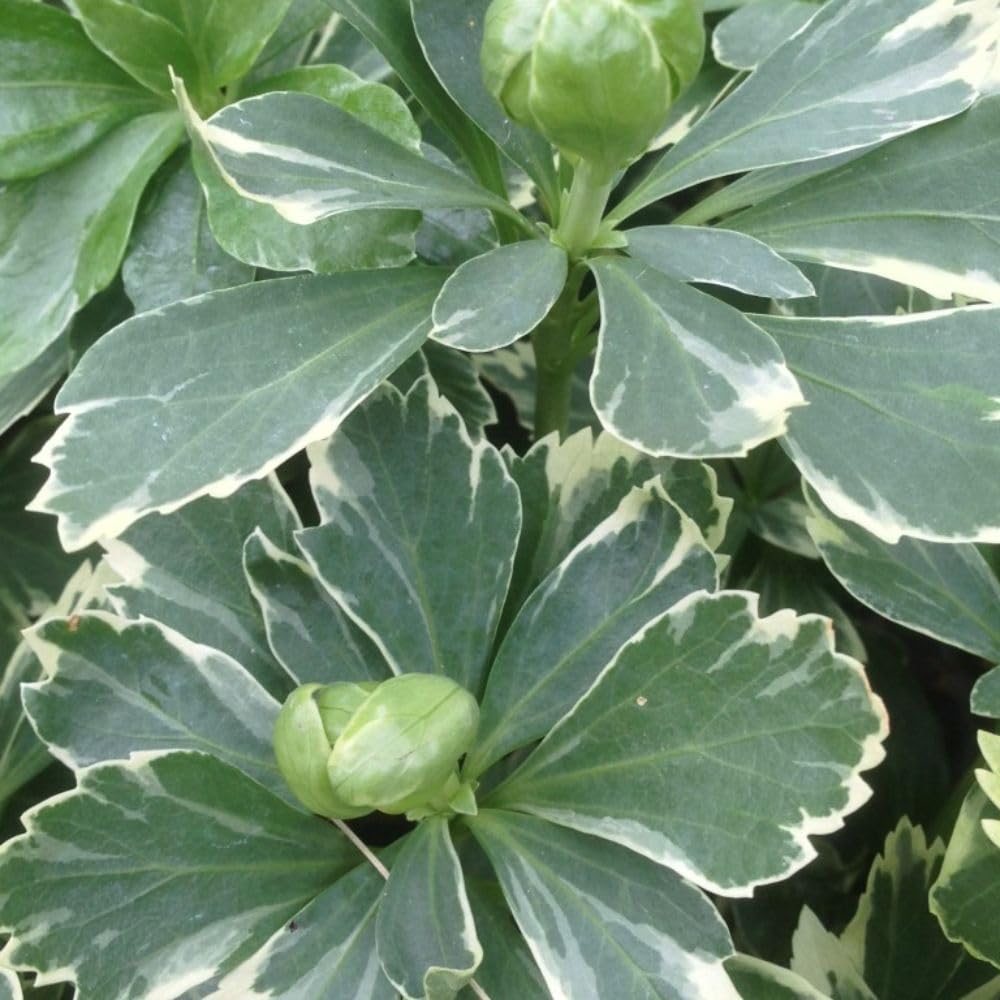 Variegated Japanese Spurge - Hardy Perennial Ground Cover for Shaded Gardens – 1x 9cm Potted Plant by Thompson & Morgan