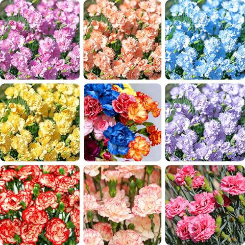 Mixrug Mix Carnation Flower Seeds for Planting 5018+pcs Perennia Carnation Seeds Non-GMO Heirloom Rare Flowers Plants Open Pollinated Beauty Home Garden for Outdoors