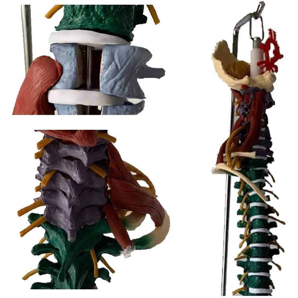 Modelo de columna vertebral quiropráctica flexible 4D, modelo educativo anatómico de columna vertebral humana con soporte de suelo para entrenamiento médico y demostraciones científicas