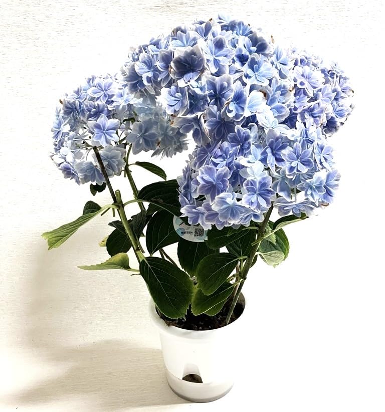 Amazon｜あじさい 鉢植え 自宅用 フラワー アジサイ 紫陽花 5号鉢