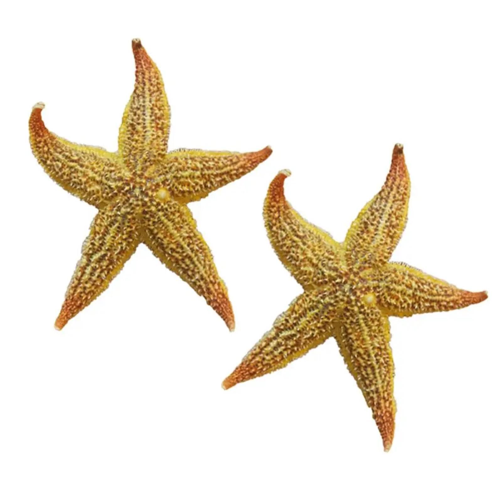 Conchiglie per decorazione, 2 pezzi, 10-16 cm, stella marina secca, stella marina, spiaggia, artigianato naturale, conchiglie adesive da parete per pavimenti, feste di nozze e decorazioni per la casa