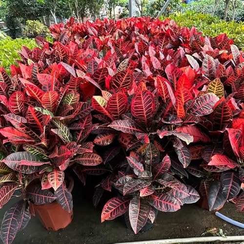 Semillas de Codiaeum variegatum árbol bonsái sostenible plantas plantas verdes jardín árboles arbusto maravilloso plantas en macetas fácil cultivo 250pcs