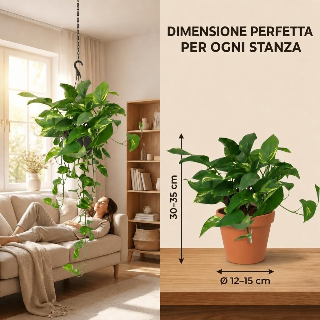 Pflanze Plus | Potos (Epipremnum aureum) | Lotto da 5 piante con vaso in zinco | Pianta da interno facile da curare