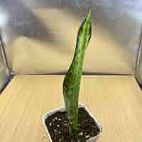 サンスベリア　カルフォルニア Yahoo!オークション - サンスベリア カリフォルニア SANSEVIERIA