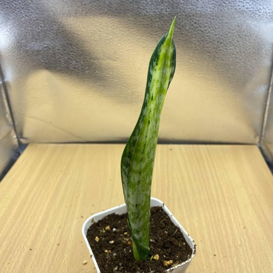 Amazon.co.jp: サンスベリア カリフォルニア SANSEVIERIA TRIFASCIATA