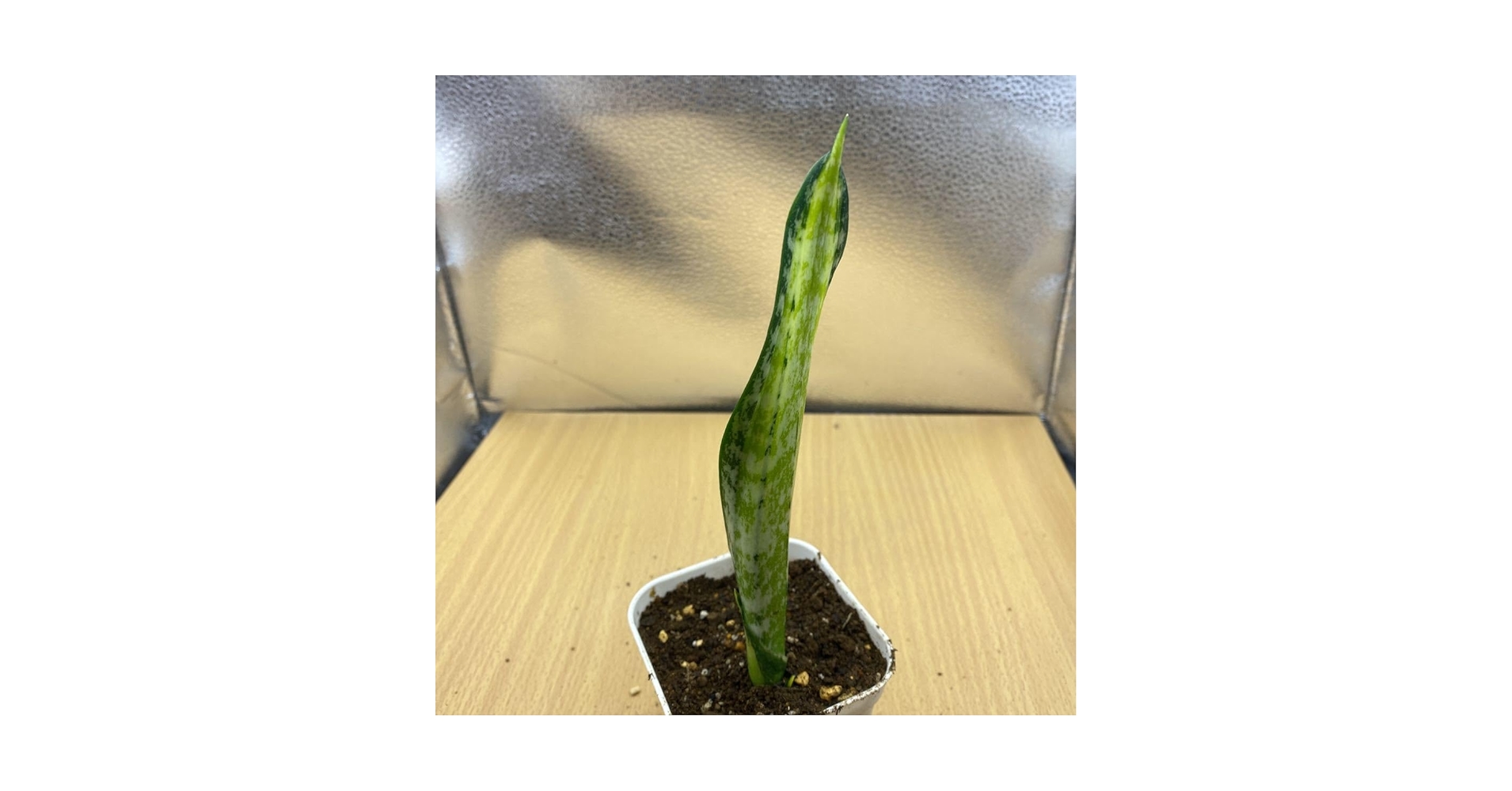 サンスベリア　カルフォルニア Amazon.co.jp: サンスベリア カリフォルニア SANSEVIERIA