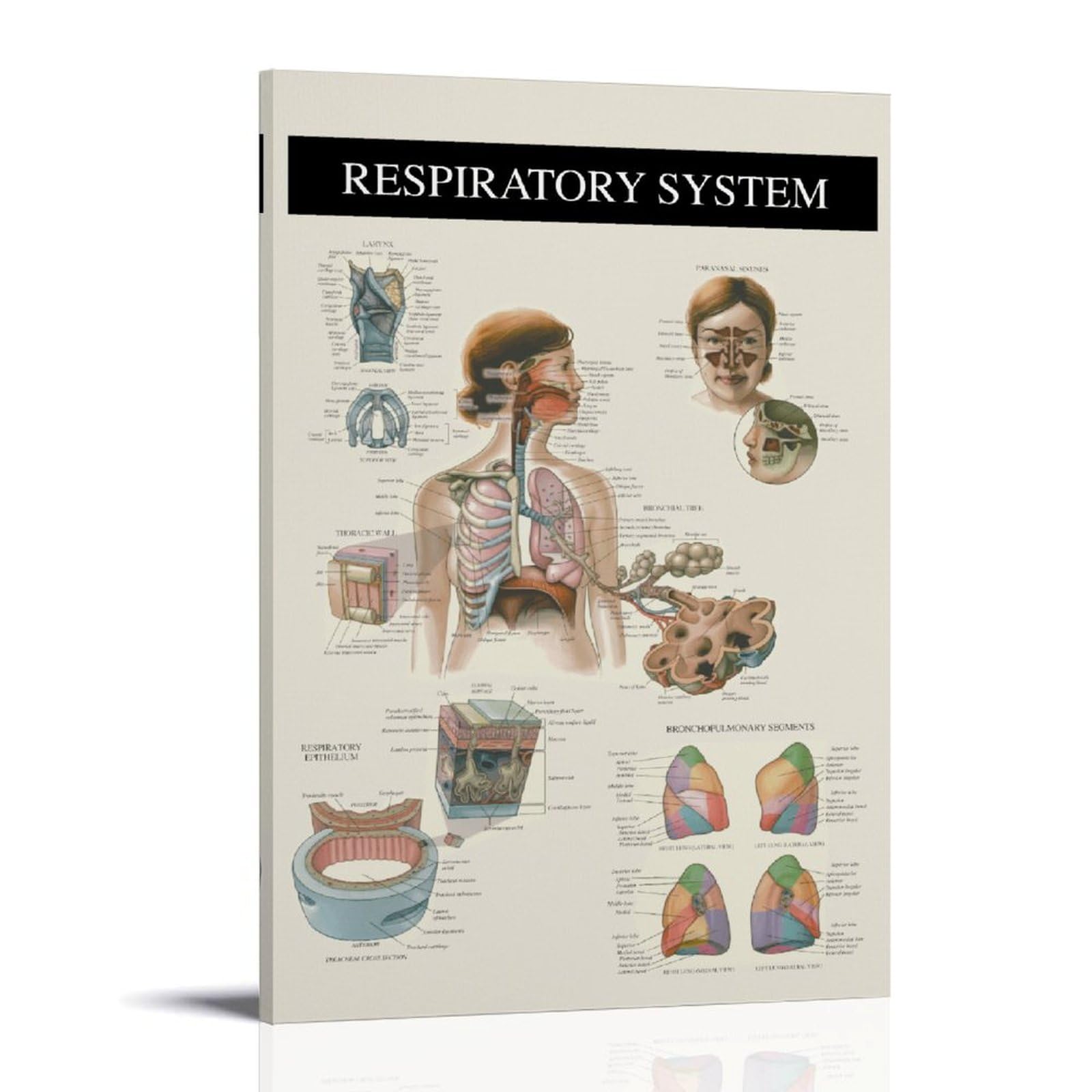 The Respiratory System – Anatomy, nowoczesne wydruki na płótnie, obrazy dekoracyjne do pokoju dla chłopców lub dziewczynek, obrazy ścienne do salonu i obrazów z motywami świątecznymi, 50 x 75 cm