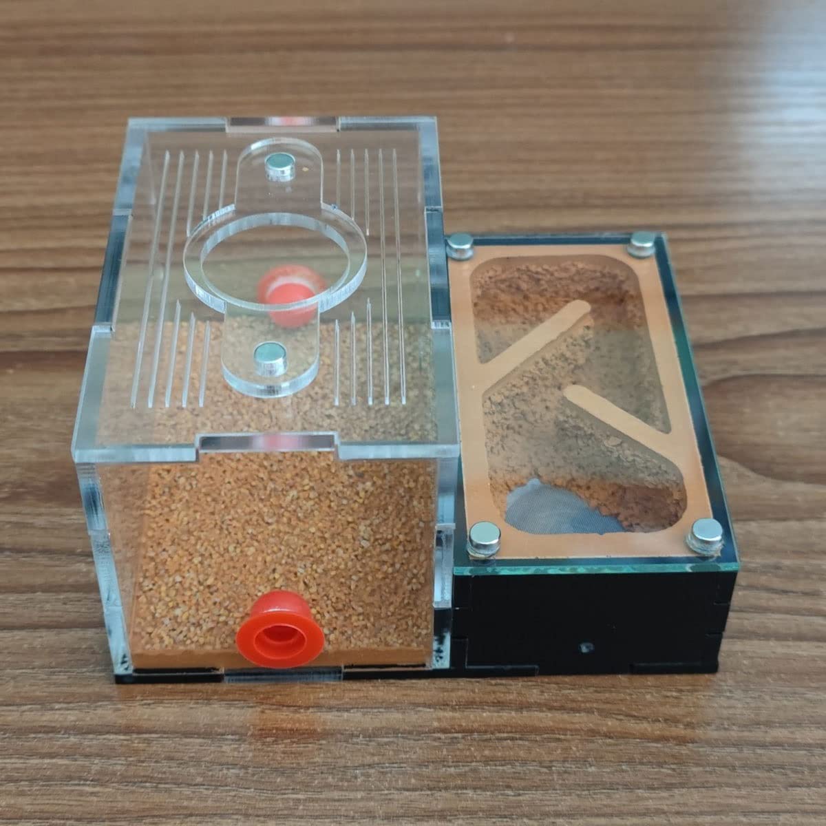 DIY Yeso Nido Hormigas, Acrílico Granja Hormigas, Caja Hormiguero con Área Alimentación Nidos Hormigas Ants Nest Insectos Villa Pet Mania House para Hormigas Doméstica