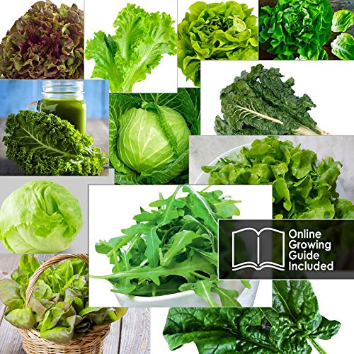 12 Lettuce and Greens Seed Pack - Heirloom and Non GMO, Grown in USA - Indoor or Outdoor Garden - Iceberg, Arugula, Kale, Spinach, Bibb, Butter, Green Oakleaf, Giant Collard, Red Romaine & More - Thumbnail 5
