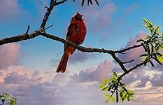 Review Image by Scoop Scoop