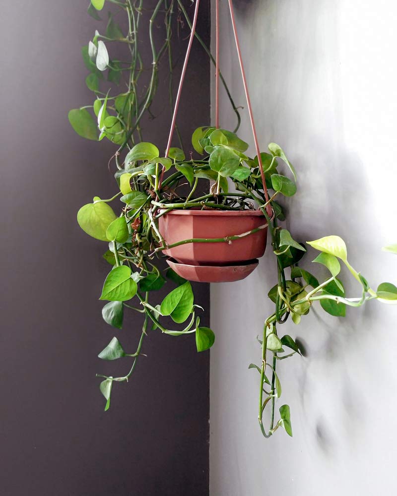 Bloomique - Juego de 2 - Scindapsus Aureum - Hiedra - Planta colgante - Plantas de interior - Plantas trepadoras para interiores - Fácil de limpiar - Purificación del aire - Altura 20-30 cm - Maceta