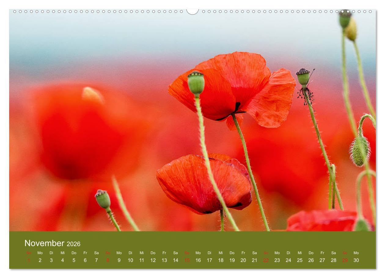 Mohnblumen Romantik (hochwertiger Premium Wandkalender 2026 DIN A2 quer), Kunstdruck in Hochglanz: Mohnblumenfelder und Blüten (CALVENDO Orte)