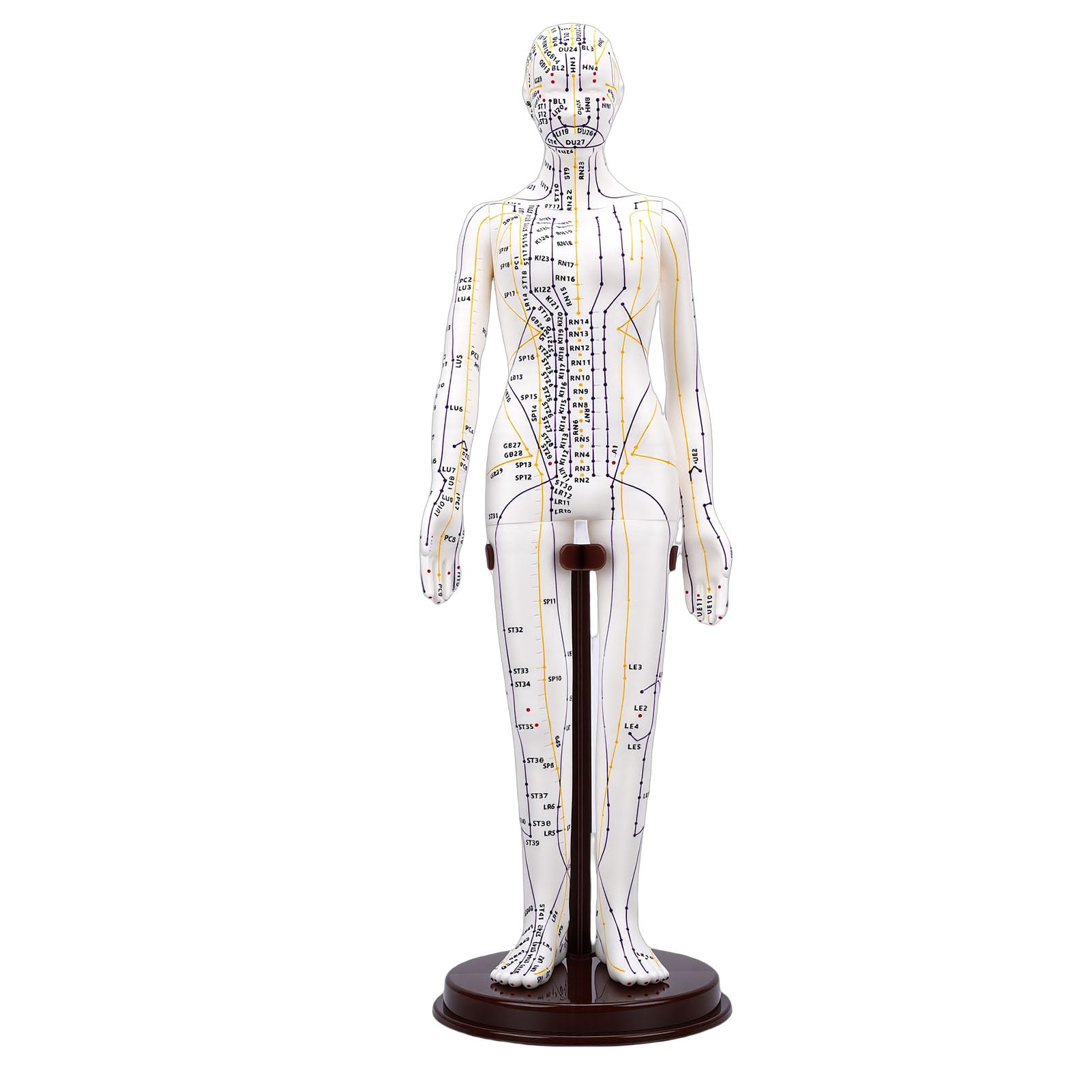 Generic Modelo de Entrenamiento de Acupuntura Preciso con Base Estable para Principiantes, Ideal para la Práctica de Acupresión (Femenino)