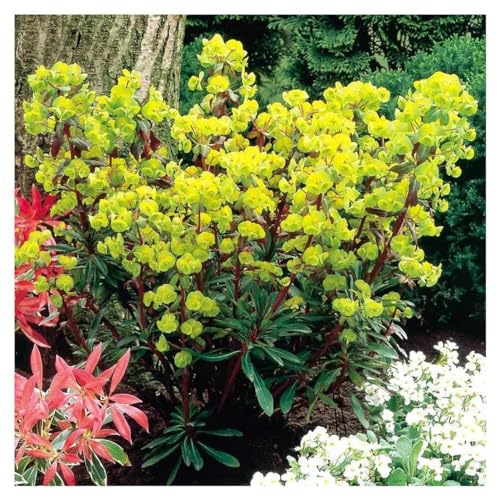 Stauden Gänge 1 x Euphorbia amygdaloides 'Purpurea'…