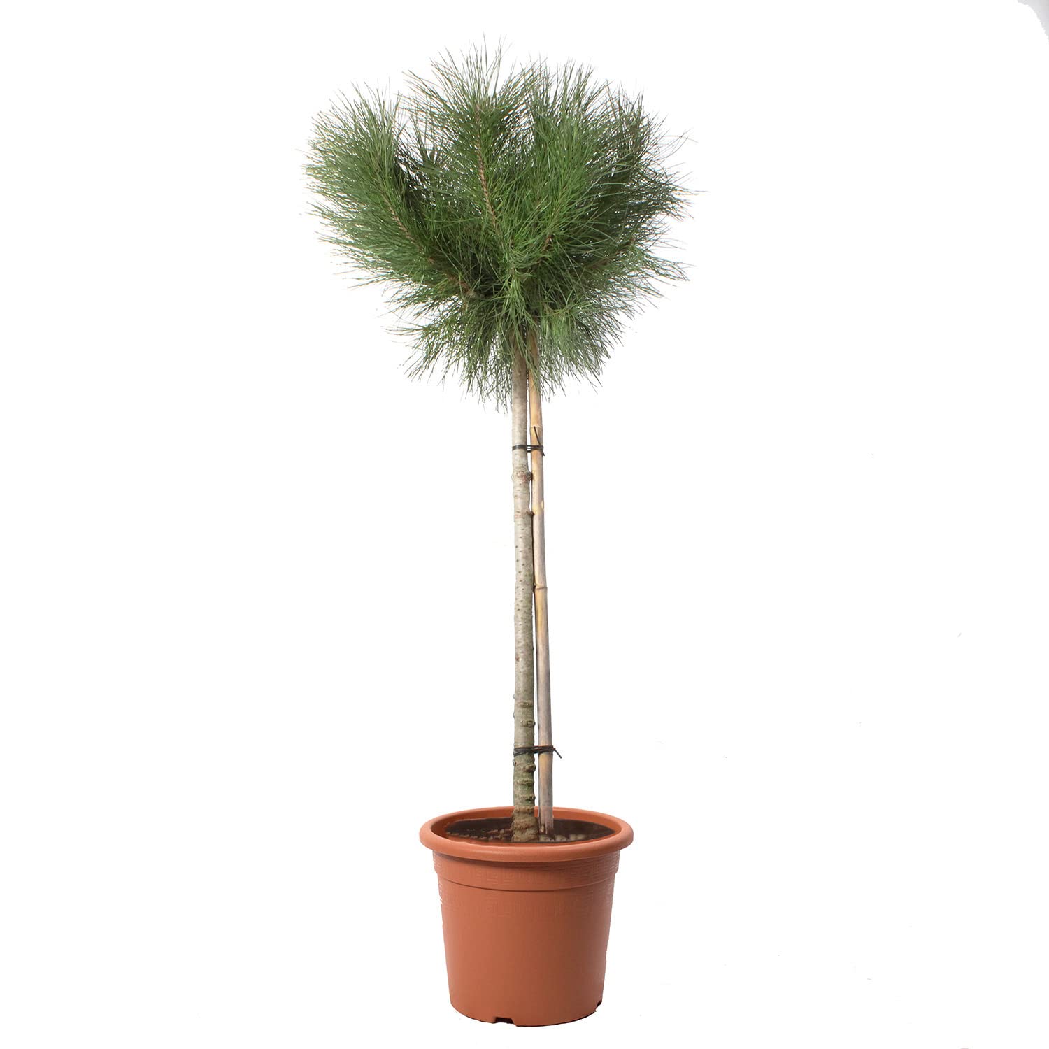 KENTIS - Pinus Pinea - Kiefernpflanze - Kiefer Baum - Winterharte Pflanzen für Garten - Gartenpflanzen - Hoch 125-150 cm Topf Ø 30 cm