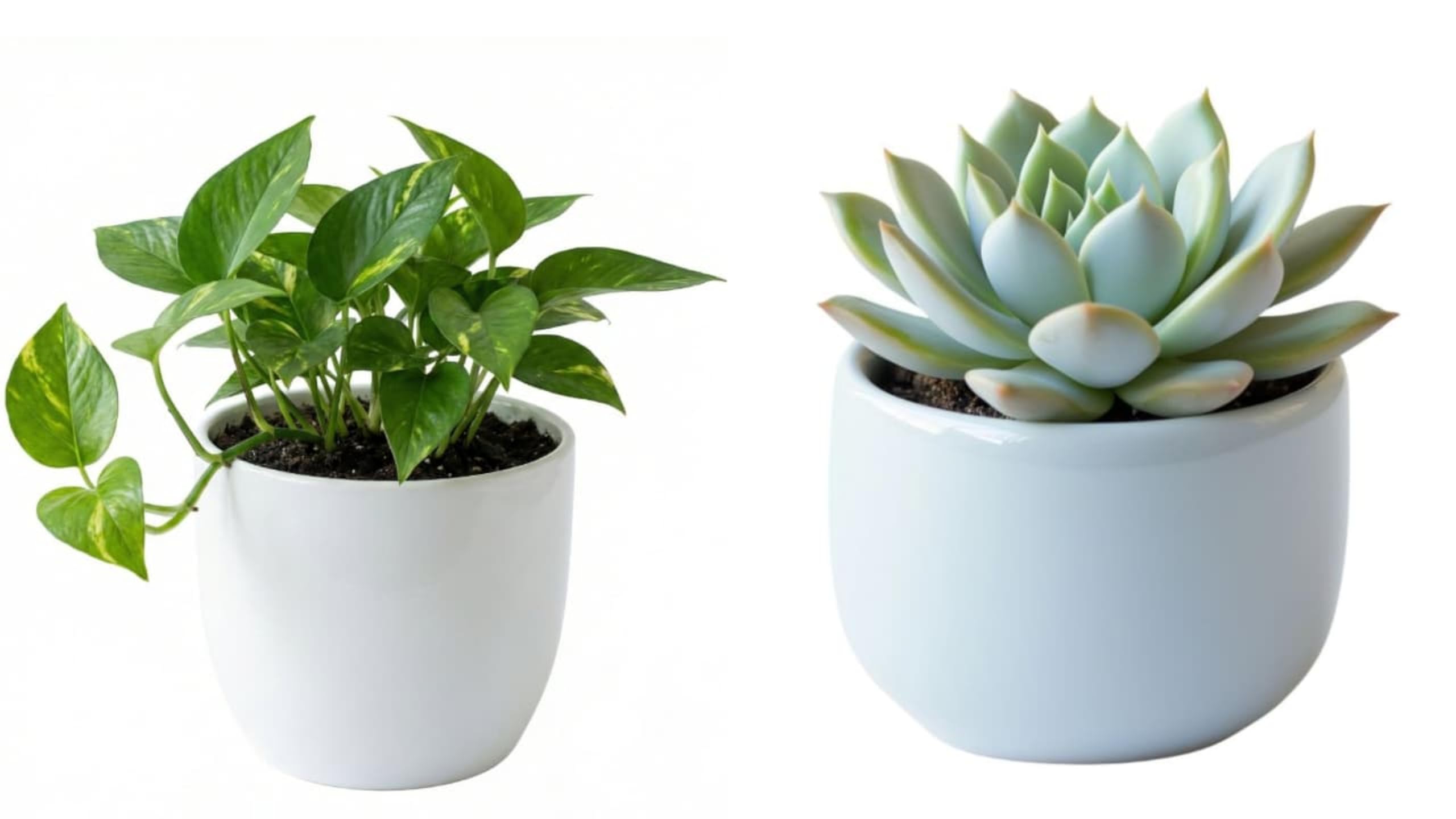 Live Echeveria Succulent & Money Plant Combo (Pack of 2) – Vastu Compliant Indoor Plants for Good Luck – Air Purifying Home Decor (Delivered Without Pot)-image-39