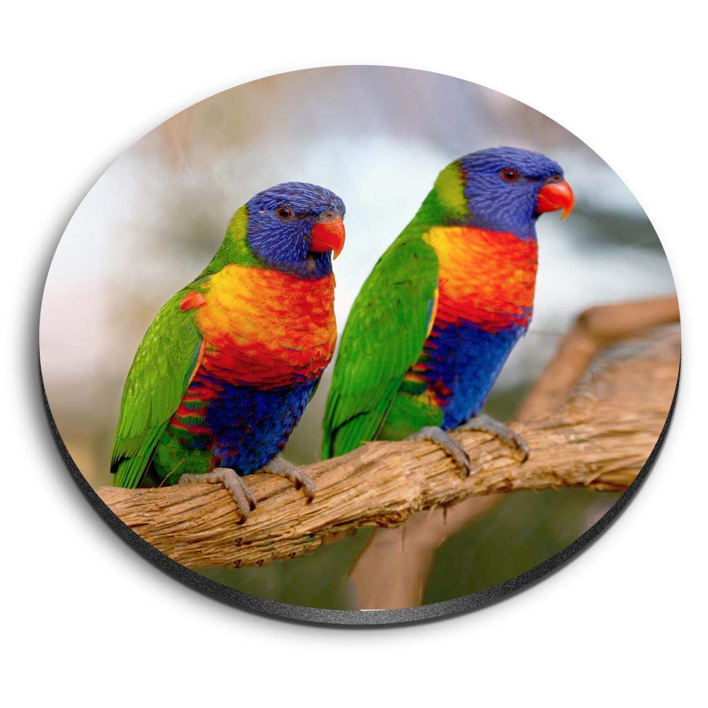 1 x Round MDF Magnet - Rainbow Lorikeet Tropical Parrot Bird 16202