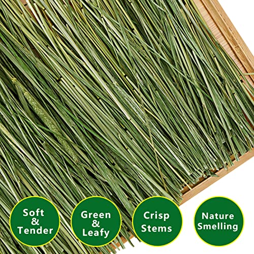 Ohcool Timothy Hay 2.2LBS - Premium Hay for Rabbits Tortoise Guinea Pig Chinchilla - Dust Free Natural Fresh Hay (1.1 lbs, 2 Pack) - Thumbnail 3