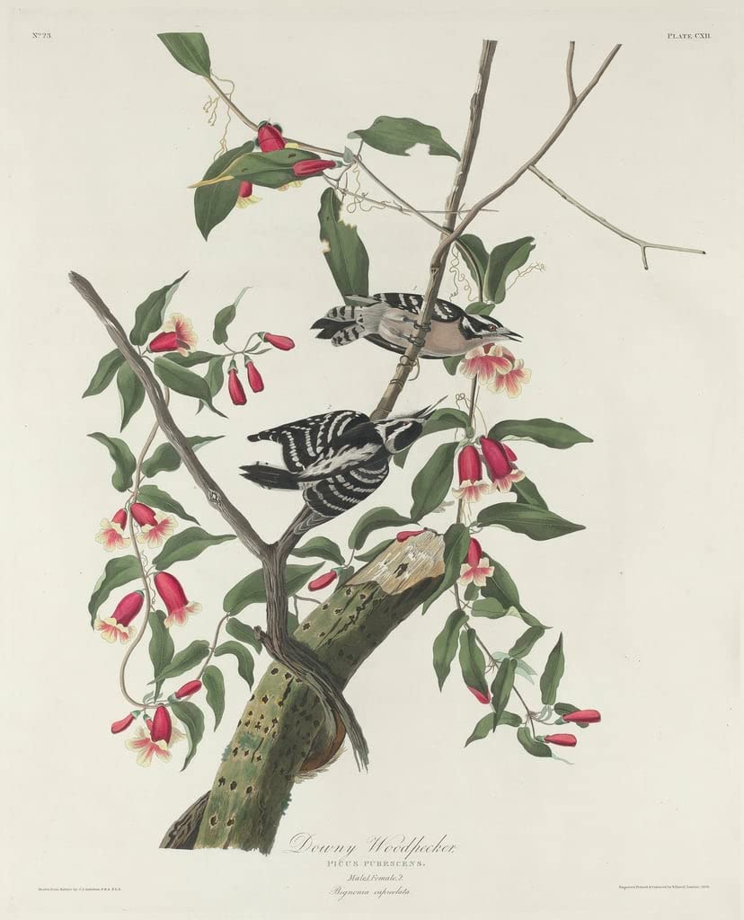 Cuadro Sobre Lienzo carpintero velloso de John Audubon SERENDIPITP 60x90cm 5