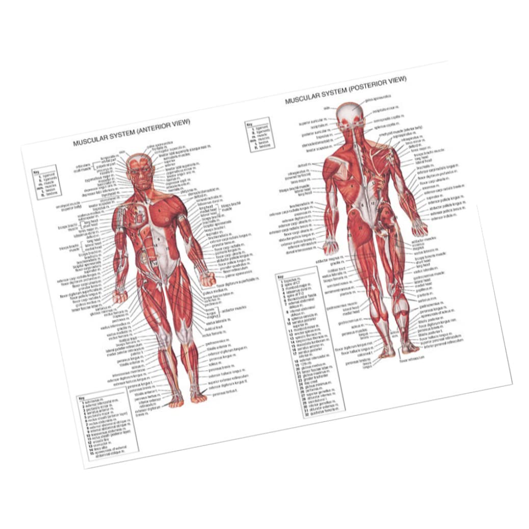 Muscular System Anatomical Poster Muscle and Spinal Nerves Anatomy Chart Educational Skeleton Model Wall Poster Decor for Classrooms Hospital