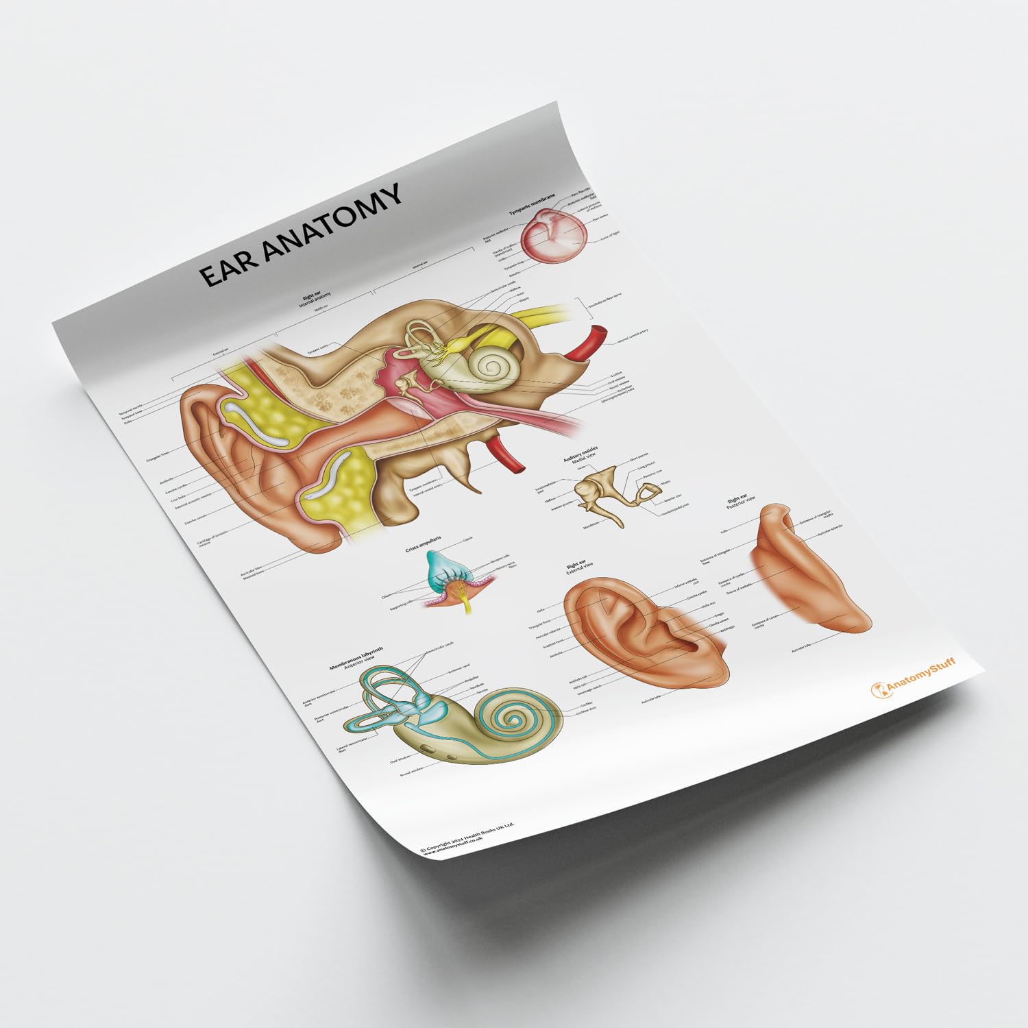 AnatomyStuff Poster Ohranatomie, 45 x 60 cm, HNO-Diagramm, anatomisches Mittelohrdiagramm