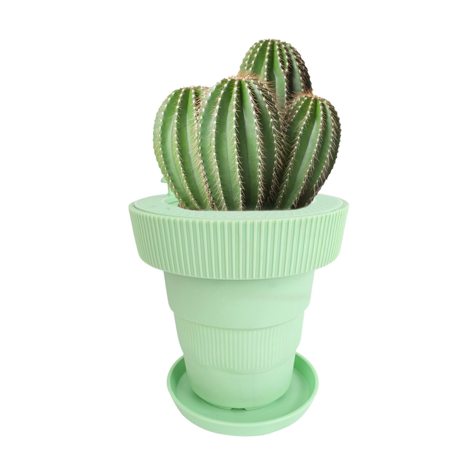 Pot de fleurs auto-arrosant pour d'intérieur et succulentes de salon