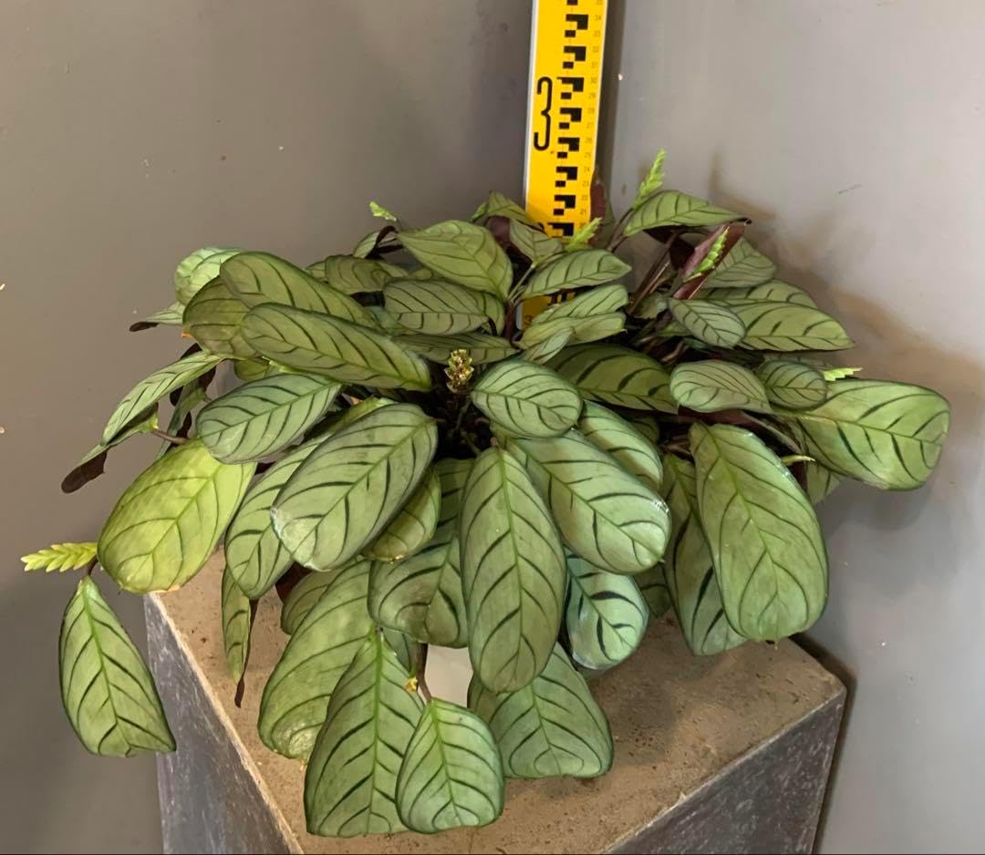 ジャポニスム　1854年から1910年にかけてのフランス美術に対する日本の影響 ジャポニスム 1854年から1910年にかけてのフランス美術に対する