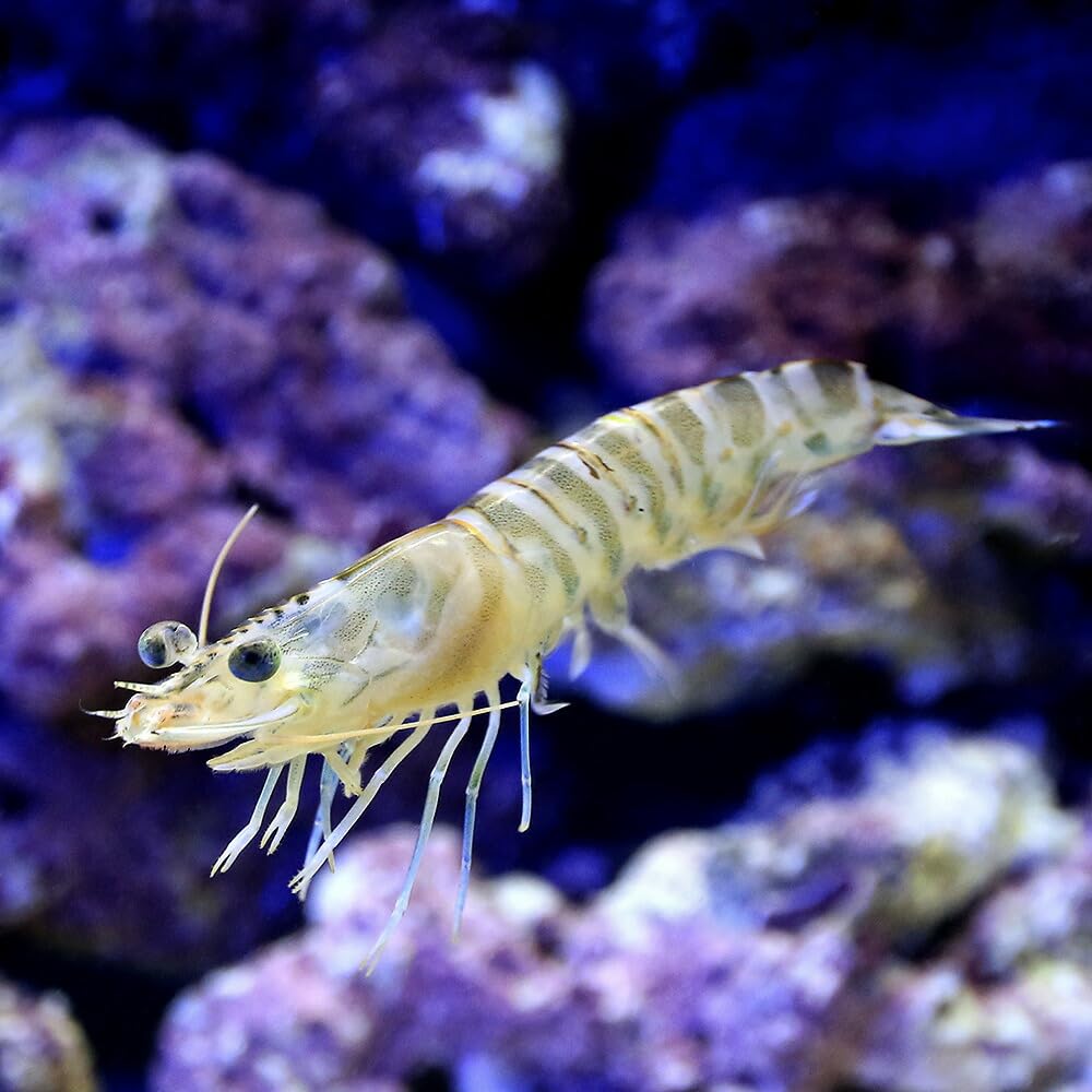 Amazon | （生餌）エビ 生餌 サイマキエビ クルマエビ（30匹