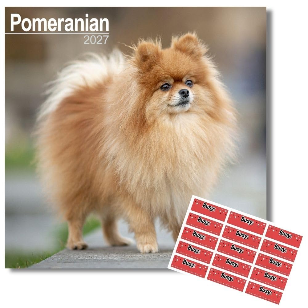 Avonside Pomeranian 2027 Square Calendar with Organisational Stickers
