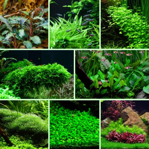 Easy Pack Aquarium Plant Live Aquatic Tropical Fish Java Moss Crypt Rotala (3 Potted Plants)