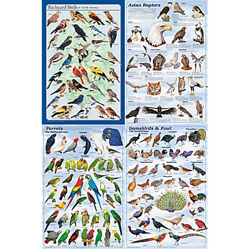 FISCHER TECHNICALBRDPOS/Set Bird Poster Set, Laminated