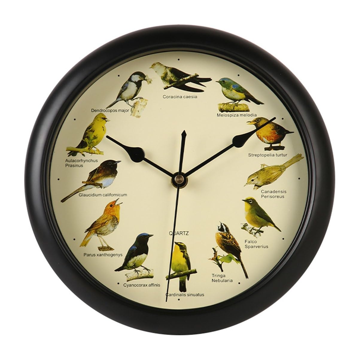 Quesardens Bird Song Clock, Birdsong Wall Clock, Clock with Birds Design, Novelty Chiming Wall Clocks with 12 songbirds, Home Decor(Black,Small)