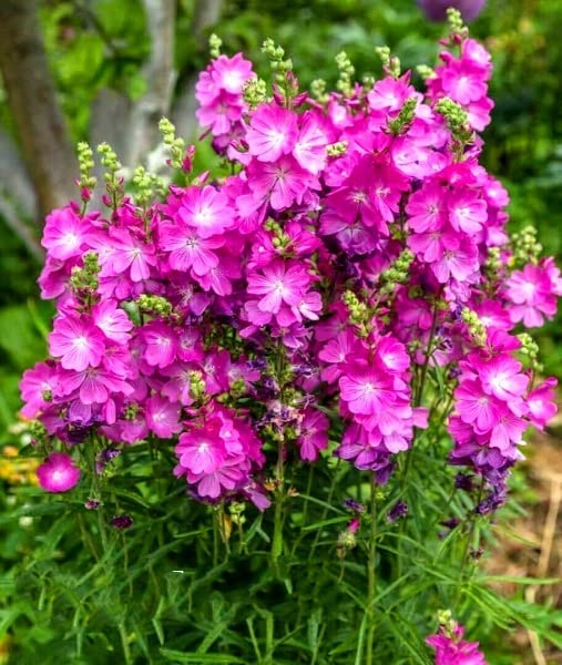 Buy4seeds 10 Seeds False Mallow sidalcea malviflora hybrids - Perennial Flower