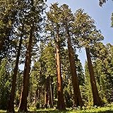 El árbol es alto y recto, la copa es hermosa y el sistema de raíces está muy desarrollado. Es una excelente especie de árbol de jardinería.