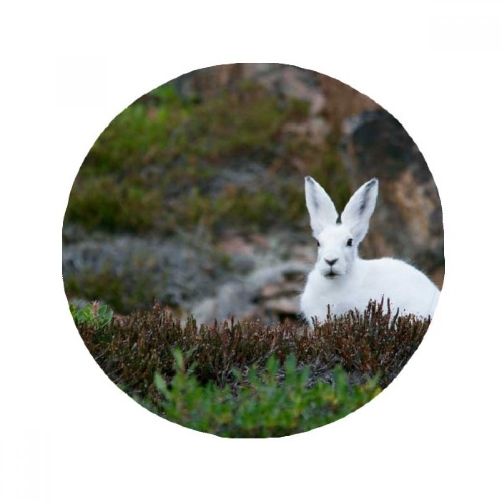 Tapis ronde lapin blanc nature paysage 50cm idée cadeau maison