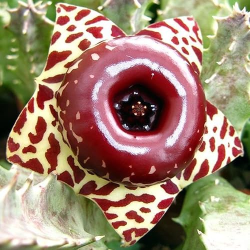 Miniatura 3 de Planta de cactus de estrella de mar en maceta de 2 pulgadas, suculenta de interior viva para maceta y cesta colgante, fácil cuidado para plantas de