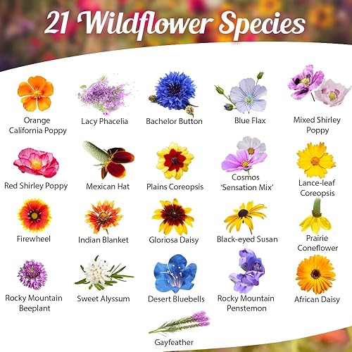 Miniatura 2 de Semillas de flores silvestres tolerantes a la sequía, 4 onzas, mezcla de semillas de flores a granel de polinización abierta para hermosas flores de