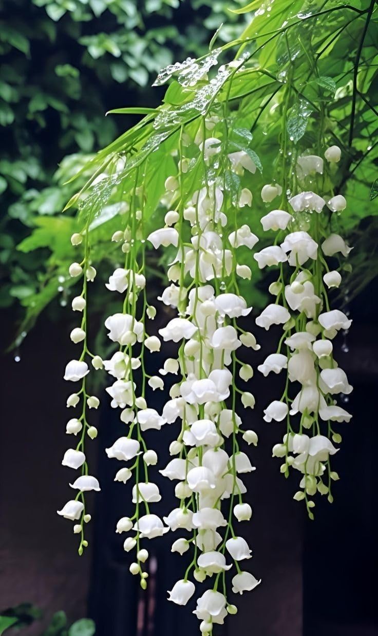 Sponsored Ad - Day Creeper Jasmine (Wisteria) Live Flowering Plant & Tree For Shrub/Bush/Your Home Decor/Garden (1.5-3.5 Ft Plant Hight) Pack Of 1