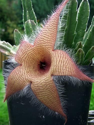 Stapelia Gigantea, Giant Starfish Flower, Rare Huernia, Zulu Carrion Giant Plant, 4 Inch Pot #TOP3
