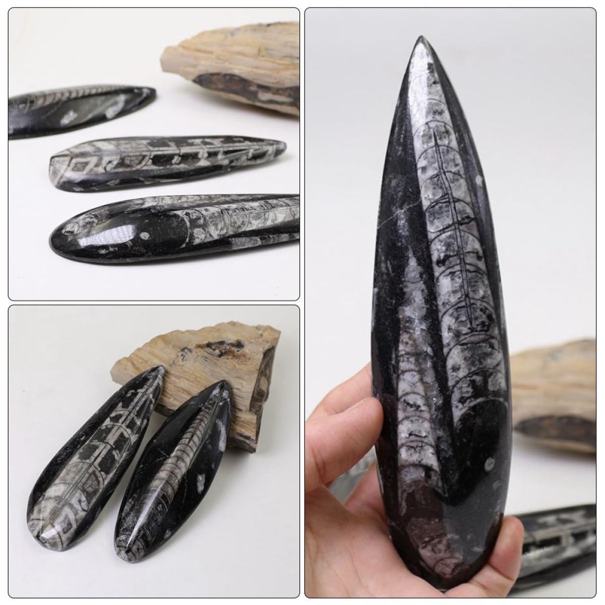 ULTECHNOVO Orthoceras Fósil Modelo Paleontológico Grande, Muestra Natural Irregular, Pieza Única para Enseñanza y Decoración Educativa, Herramienta de Ciencia para Laboratorio y Colección