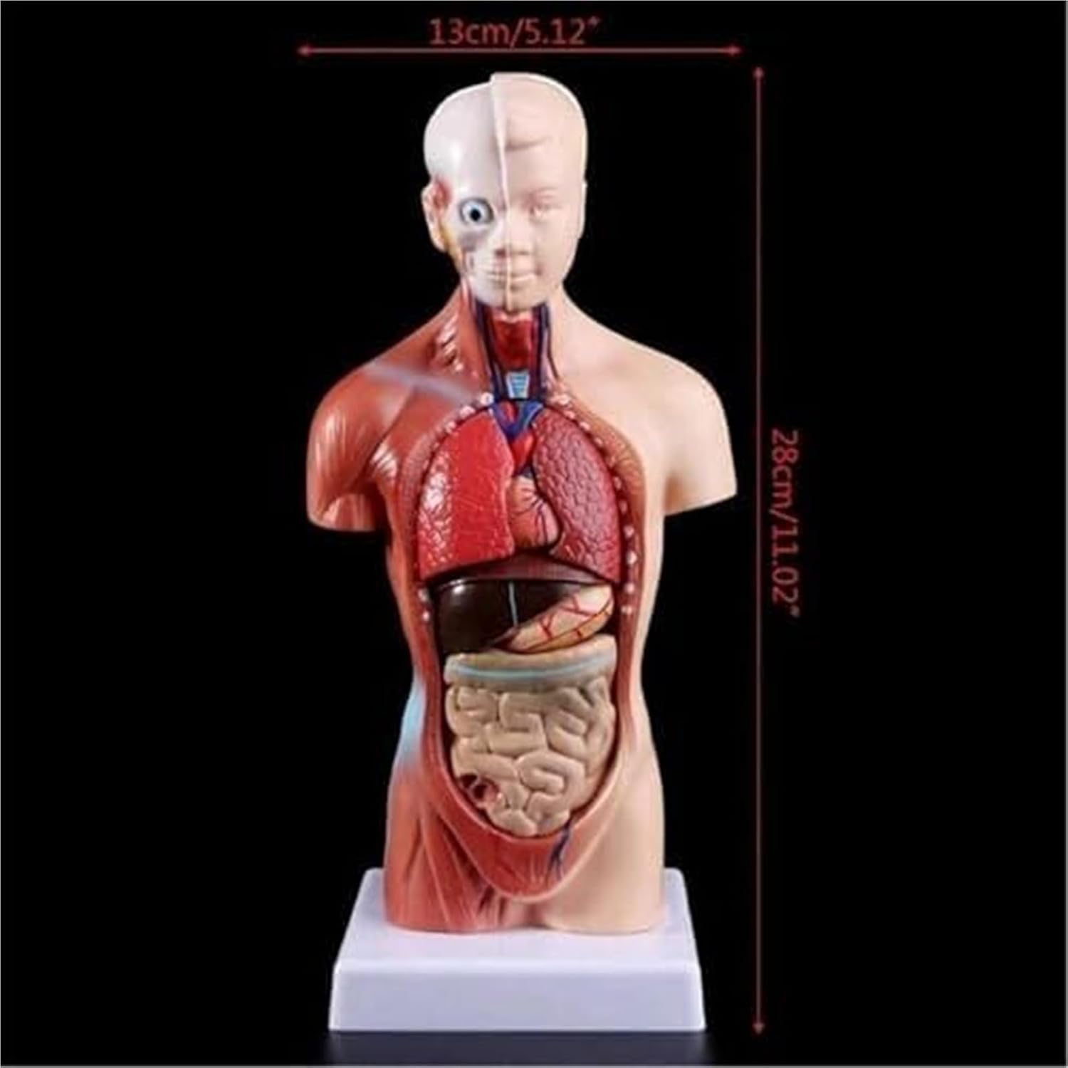 Human Anatomy Torso 15 Piece Skeleton 4D Anatomical Assembly Model