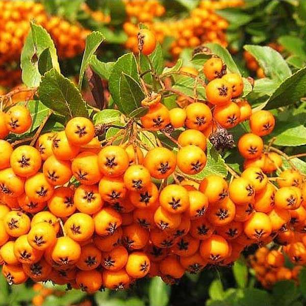 Agazzino 'Golden Charmer' 60–80 cm Vaso – Pyracantha 'Golden Charmer' – Bacche gialle decorative