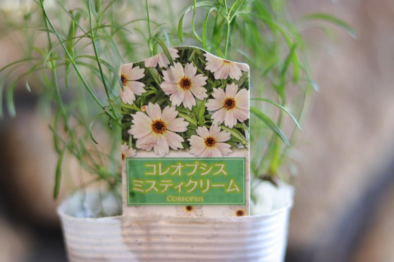 Amazon.co.jp: コレオプシス ミスティクリーム 3〜3.5号ポット苗 1株