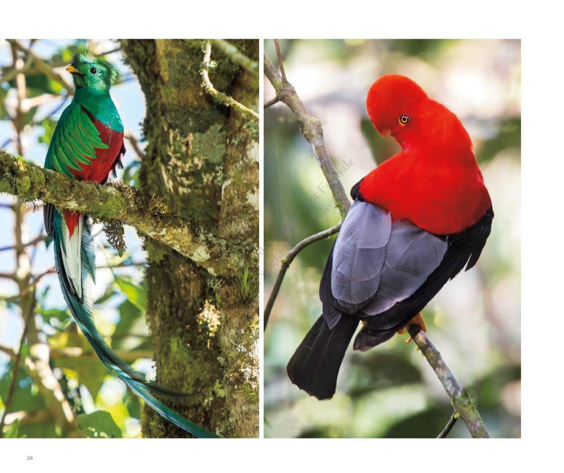 Bringing Back the Birds: Exploring Migration and Preserving Birdscapes throughout the Americas