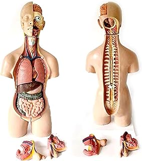 Assembly Assembly Model Human Torso Body Model, Anatomy Anatomical Internal Organs 55Cm, Dismantling 12 Parts, Asexual Human Torso Visceral Anatomical Model Liver and Stomach for S