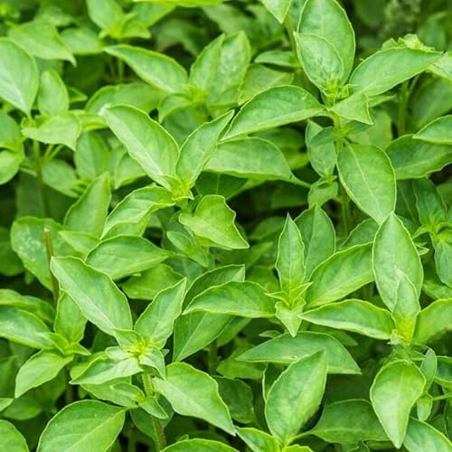 Albahaca, hoja grande italiana, reliquia, 100 semillas, gran hierba frescaseca