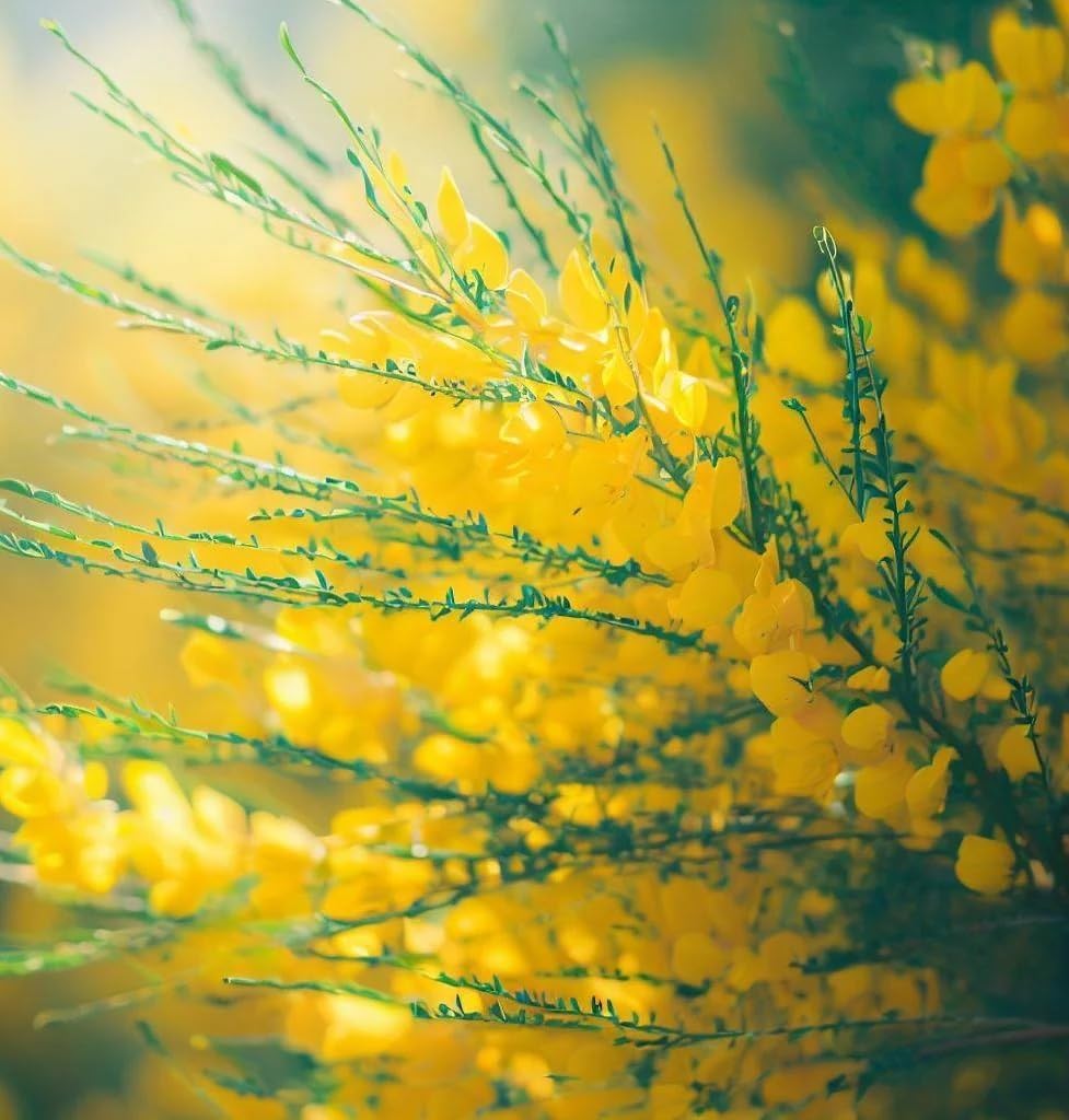 Spartium junceum (Spanish Broom) Shrub Seeds, Vibrant Yellow Flowers, Seeds by MySeeds.Co, You Choose The Amount (0.5 oz)