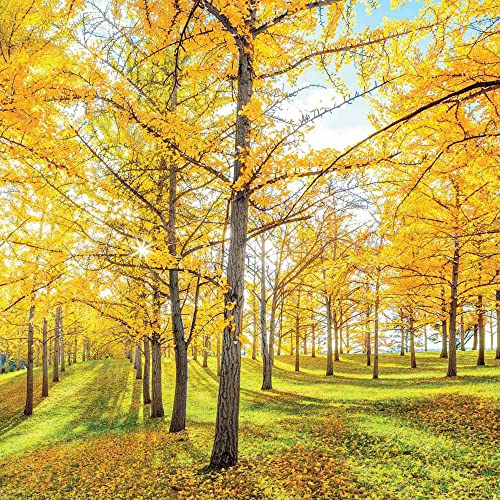 Qauzuy Garden 100 Rare Ginkgo Biloba Seeds, Gingko, Fossil Tree, Maidenhair Tree, Yinhsing Seeds - Showy Bonsai Accent Specimen Plant Tree & Great Gardening Gift #TOP3