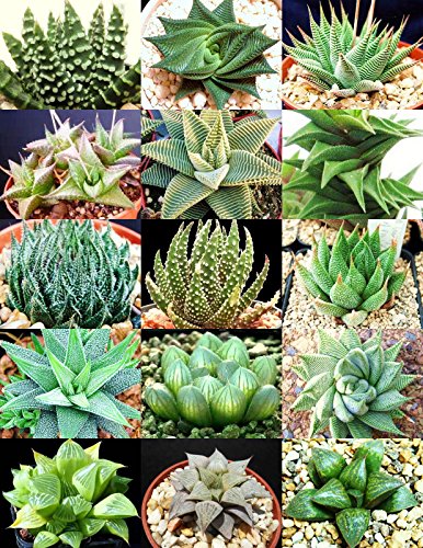 HAWORTHIA Mix Rare Living sotnes Plant Exotic Cactus Flower Succulents 100 Seeds